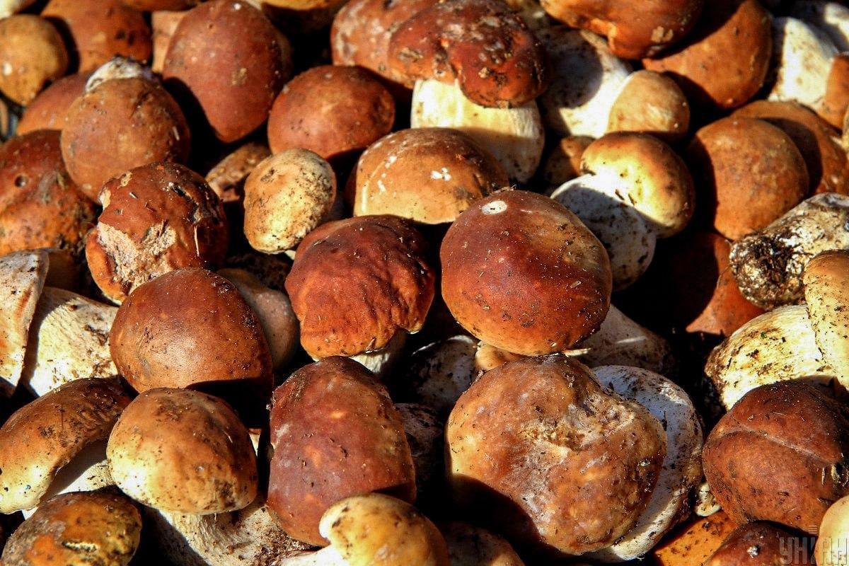 Nájdi kameň medzi hubami na čas / koláž Moje