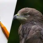 Nájdi orla za 8 sekúnd: šikovná optická ilúzia na testovanie