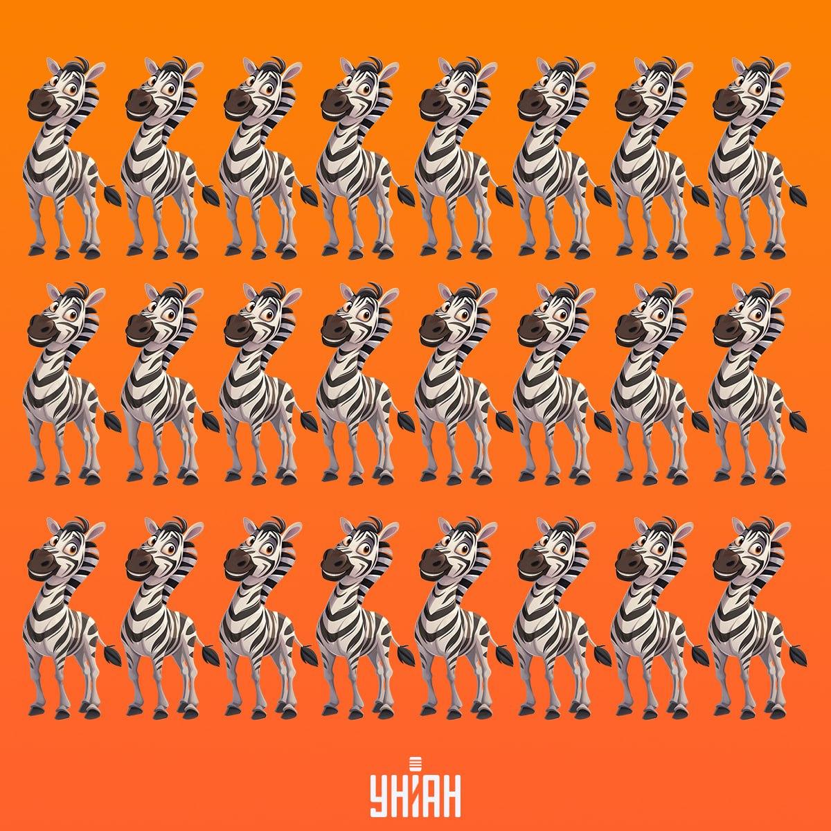 Je čas nájsť zebru, ktorá nie je ako ostatné / koláž Moje