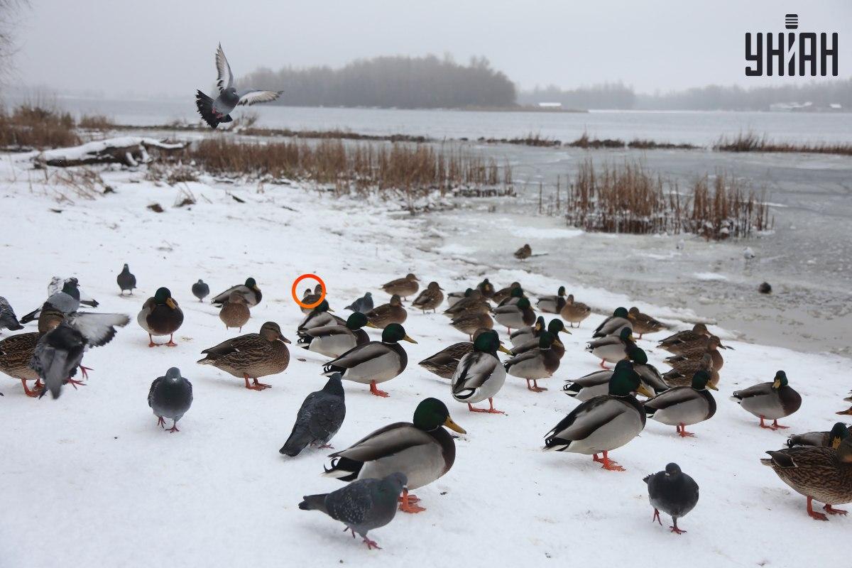 Vrabec sa schovával pri centre optických ilúzií / koláž s fotografiou Moje