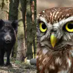 Chytrou sovu nájdu za 9 sekúnd len ľudia s vysokým