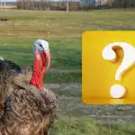 Iba obor s IQ dokáže nájsť vrabca za 10 sekúnd: