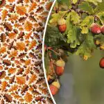 Iba odborníci dokážu rozpoznať žaluď za 10 sekúnd v zložitej