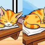 Iba tí najpozornejší nájdu 3 rozdiely na obrázku mačky za 12 sekúnd: náročná hádanka Iba tí najpozornejší nájdu 3 rozdiely na obrázku mačky za