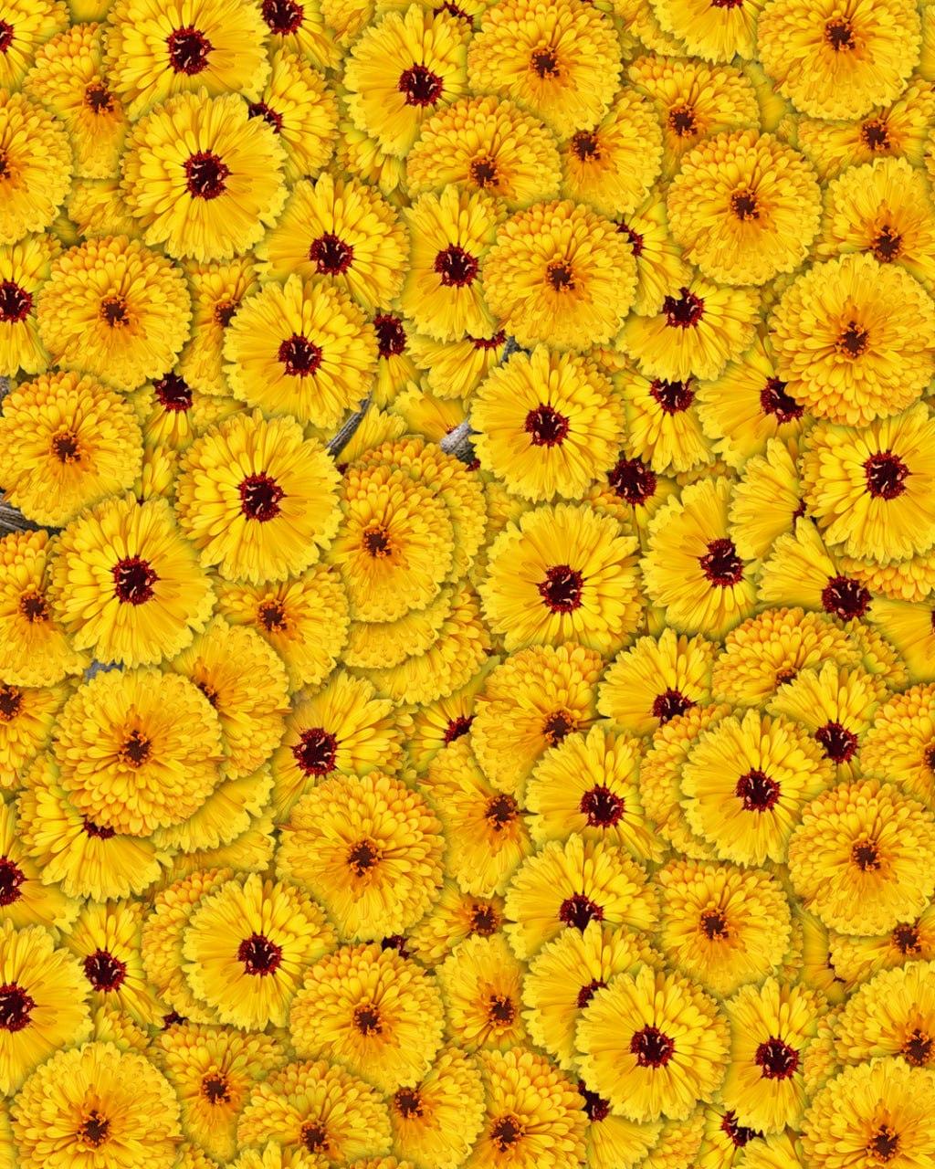 Len 1 z 10 ľudí nájde na obrázku jeleňa za 7 sekúnd: veľmi zložitý optický klam