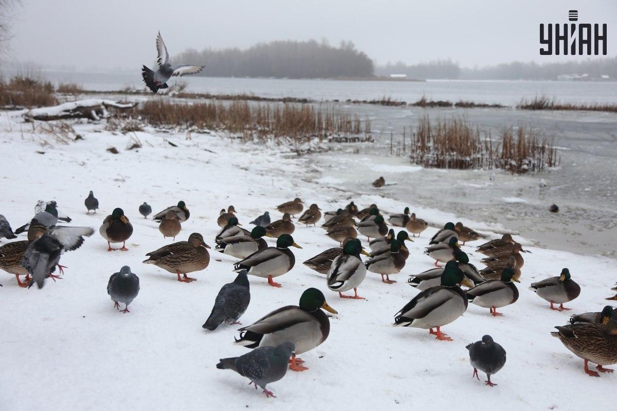 Nájdi vrabca za pár sekúnd / koláž s fotografiou Moje