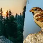 Len ľudia s "jastrabím zrakom" dokážu nájsť vrabca za 7 sekúnd: náročná záhada Len ľudia s "jastrabím zrakom" dokážu nájsť vrabca za 7