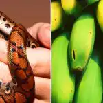 Len málokto je toho schopný: len ľudia s vysokým IQ