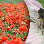 Najťažší optický klam: medzi makmi musíte nájsť včelu Najťažší optický klam: medzi makmi musíte nájsť včelu