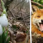 Optická ilúzia vám ukáže, aké je vaše IQ: musíte nájsť líšku v lese za 9 sekúnd Optická ilúzia vám ukáže, aké je vaše IQ: musíte nájsť