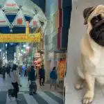 Potrebujete nájsť mopslíka na obrázku za 10 sekúnd: mätúci optický